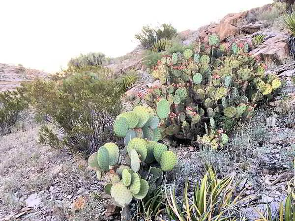 Hot Springs Trail Eastern-Prickly-Pear