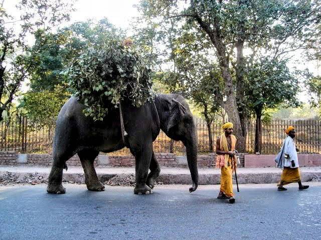 Elephant Carrying Heavy Load