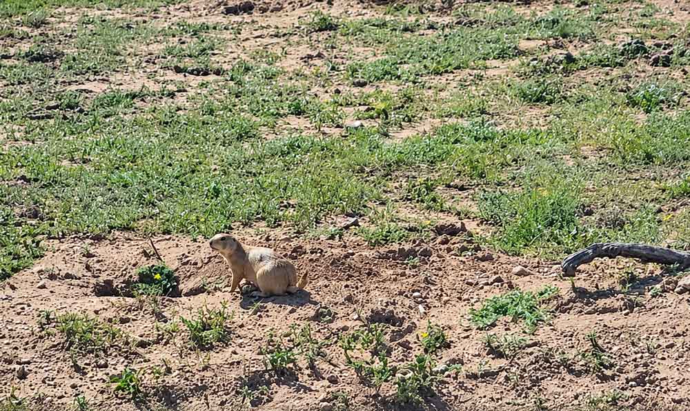 Prairie Dogs At Caprock Canyons State Park