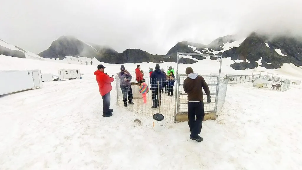 Dog Sledding In Alaska