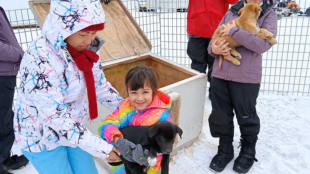Petting Puppies Dog Sledding In Alaska
