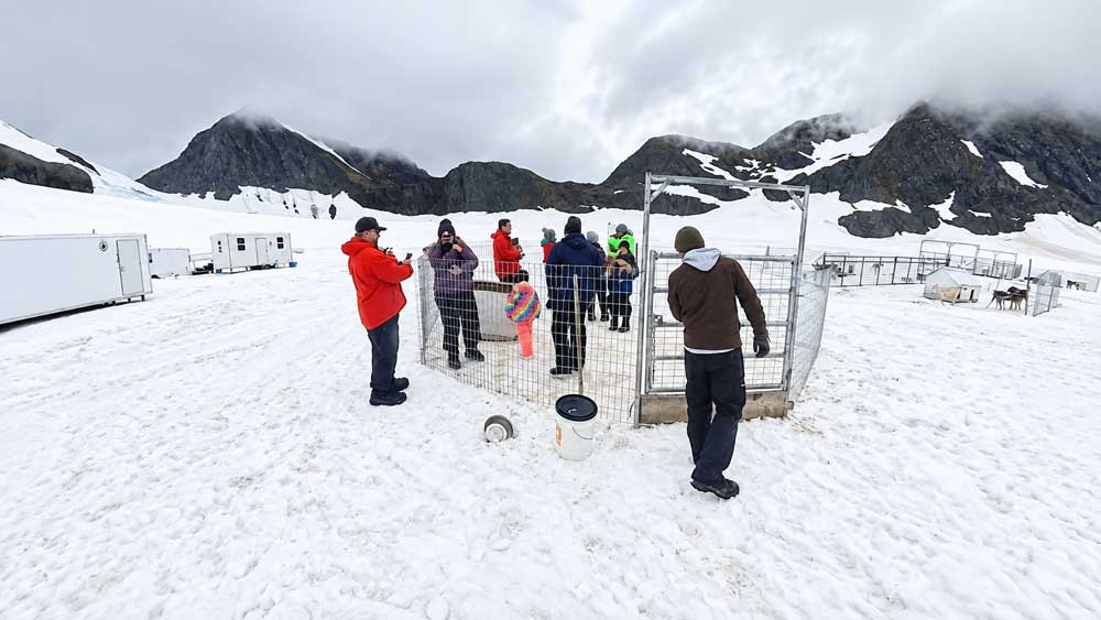 Glacier-Dogsledding