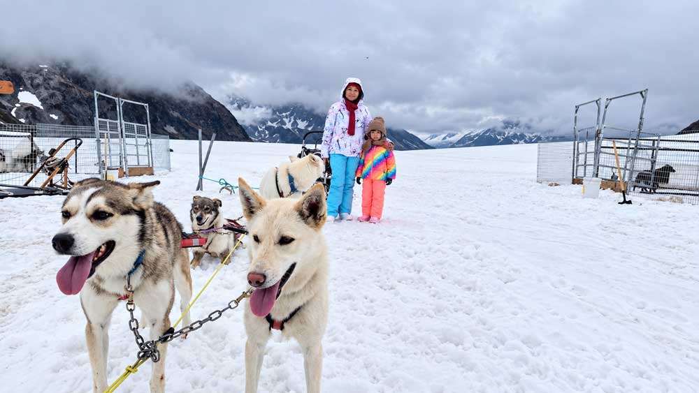 Dog Sledding In Alaska