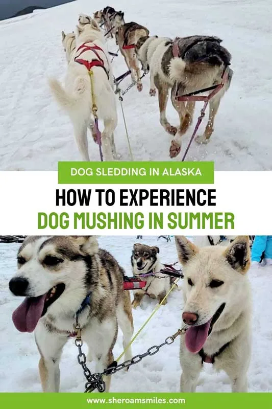 Dog Sledding In Alaska