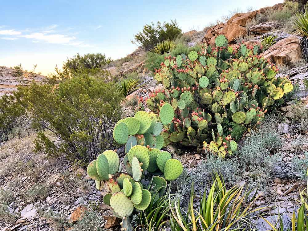 Big Bend Hot Springs: Trail, Soaking &Amp; What To Know Desert Landscape Along The Road To Big Bend Hot Springs