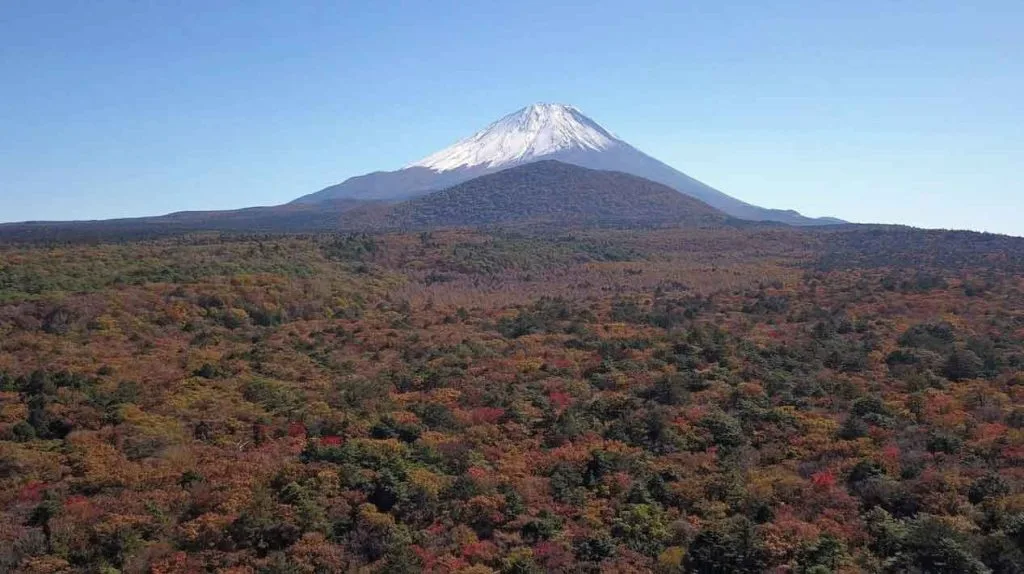 Is Mount Fuji Worth Visiting On A Day Trip? A Practical Guide Aokigahara Forest